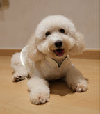 Little Qipao Collection