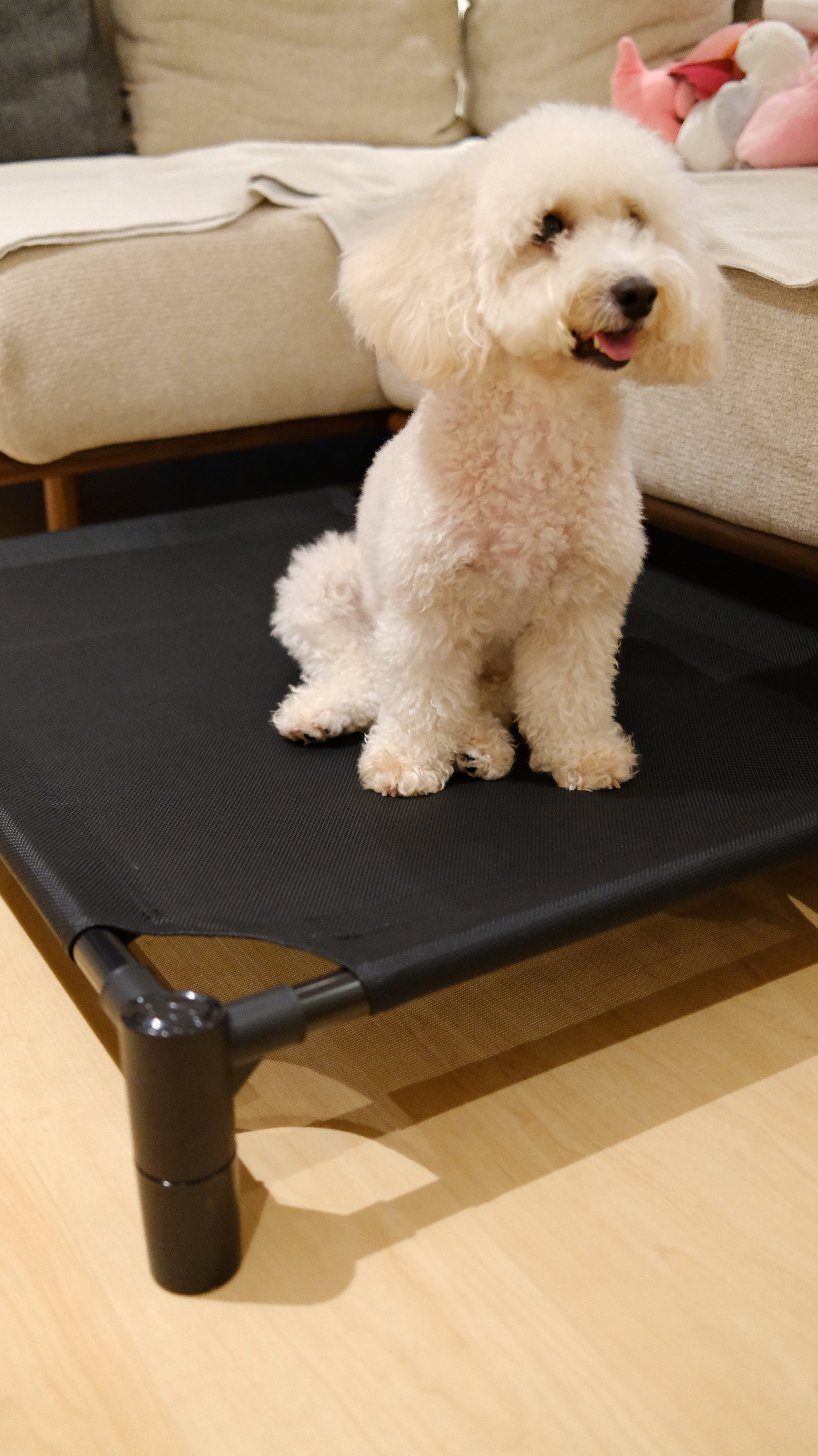 Pastel Elevated Pet Bed