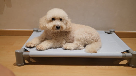 Pastel Elevated Pet Bed