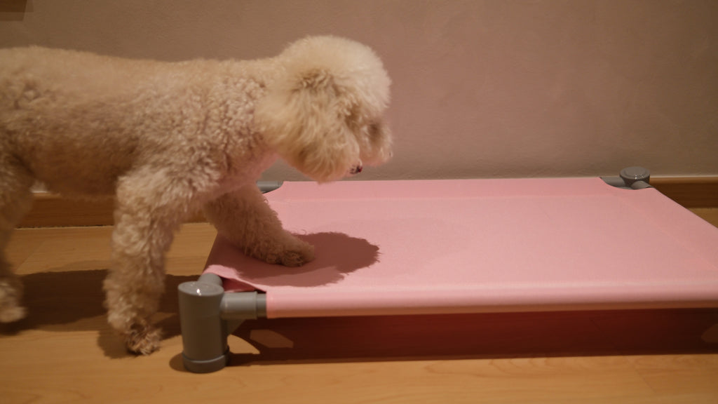 Pastel Elevated Pet Bed