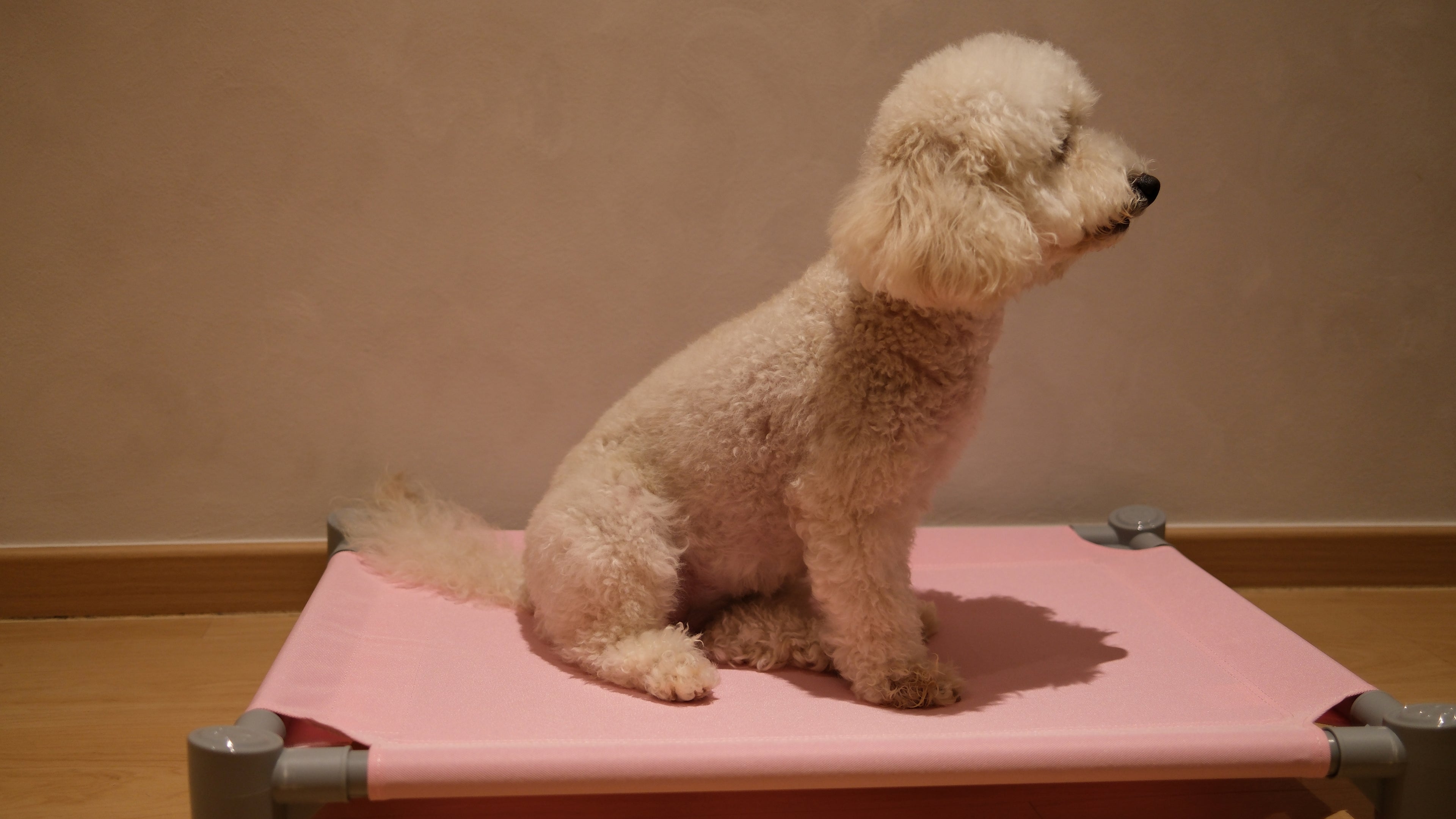 Pastel Elevated Pet Bed