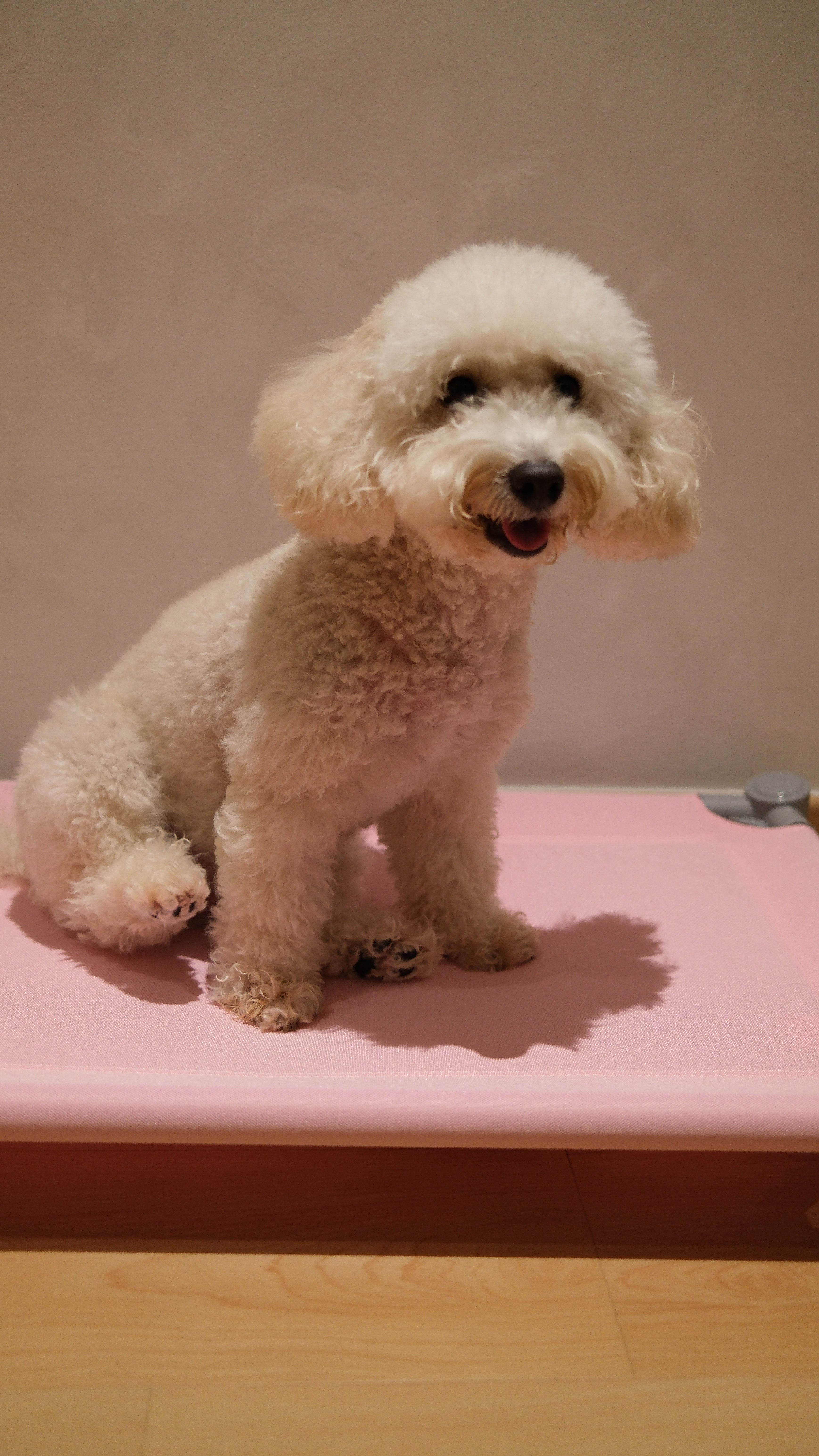 Pastel Elevated Pet Bed