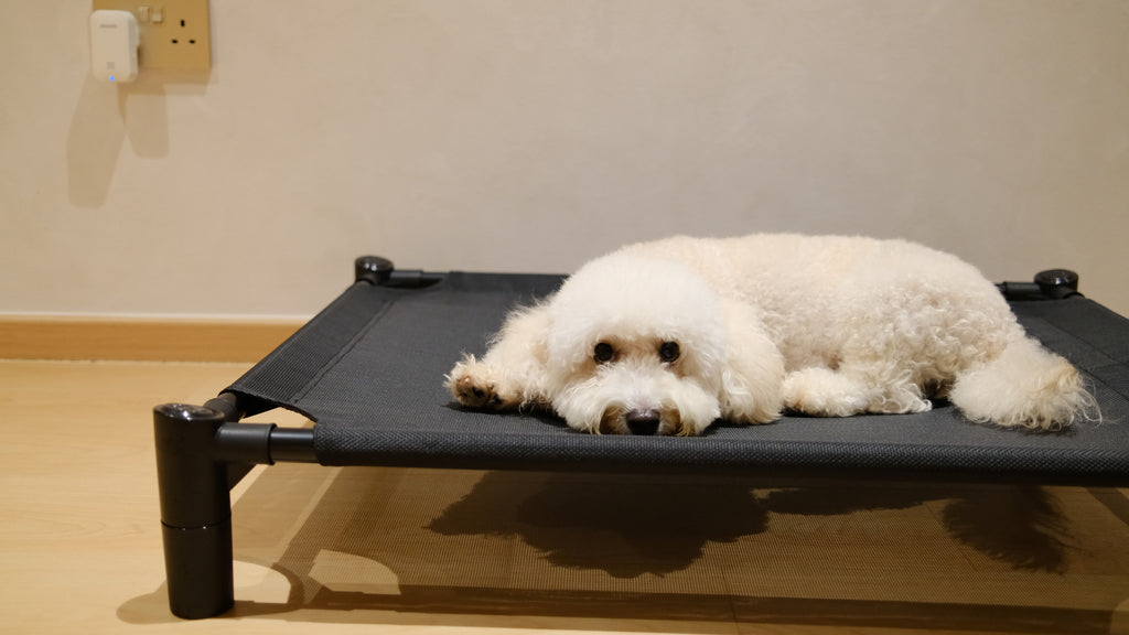 Pastel Elevated Pet Bed