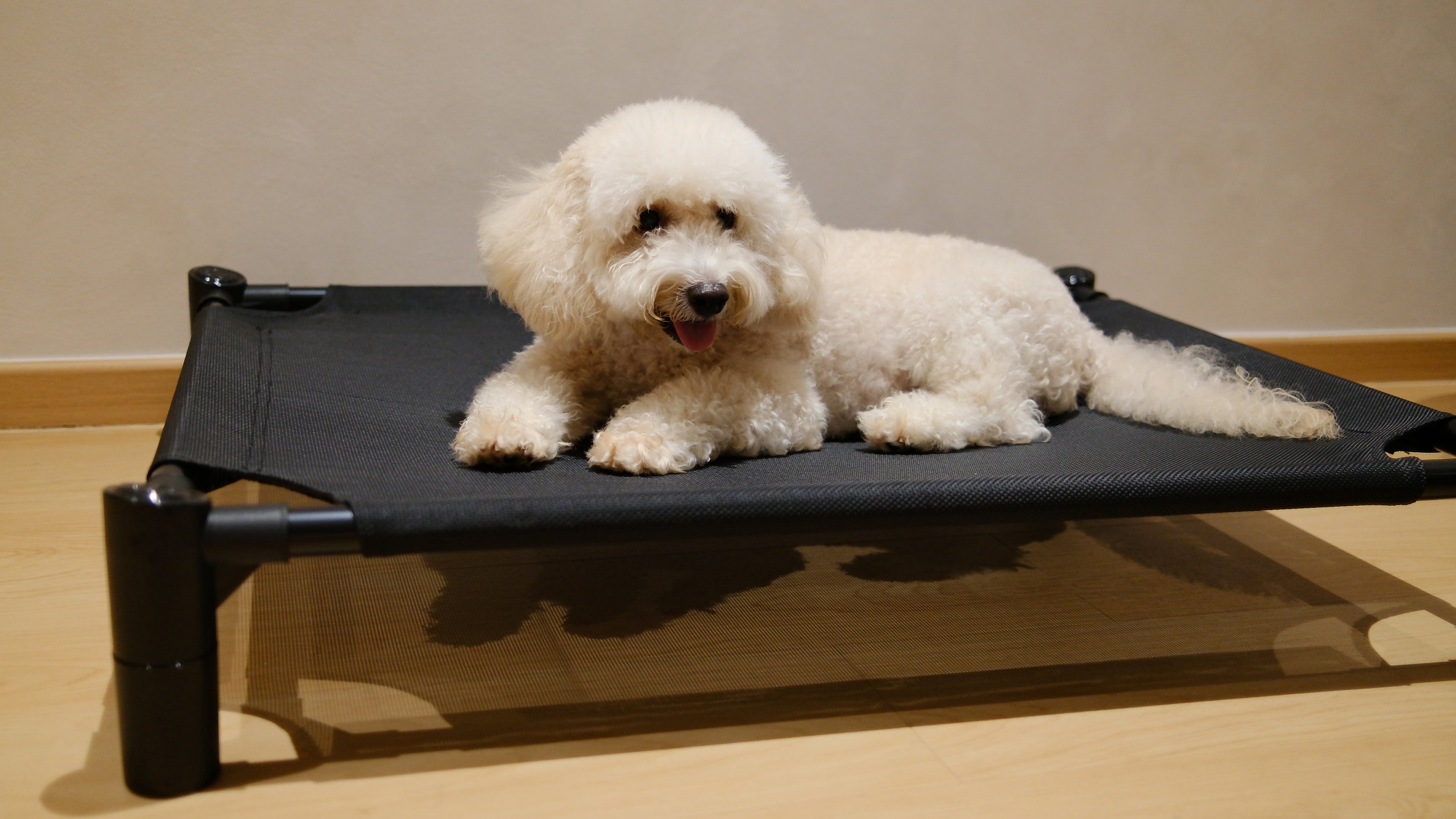 Pastel Elevated Pet Bed