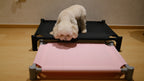 Pastel Elevated Pet Bed