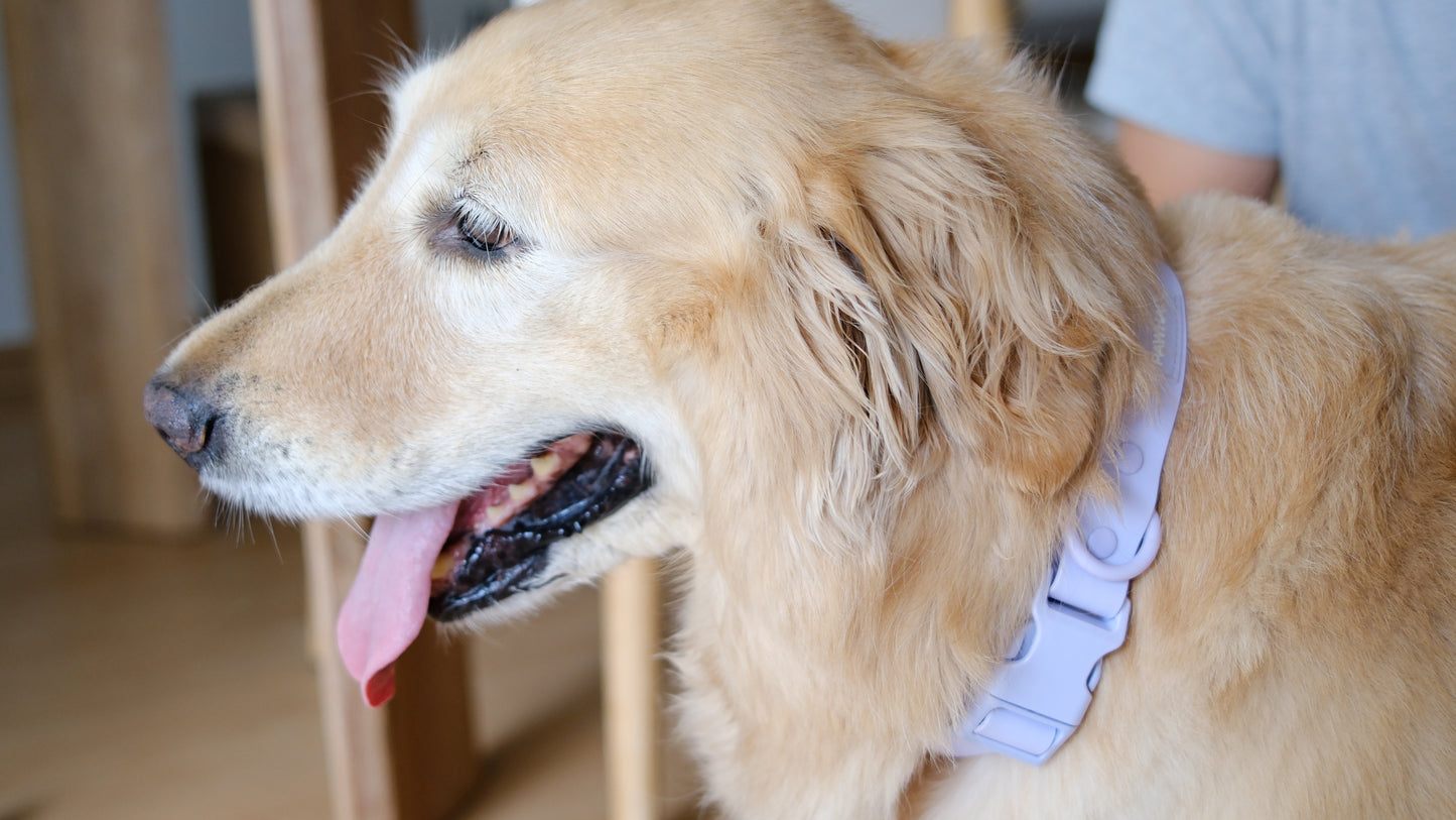 PuddleProof Harness Collection