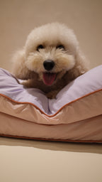 Home | Pawhaus × PawScoutSquad (Pre order, ETA 7 Dec 2026)