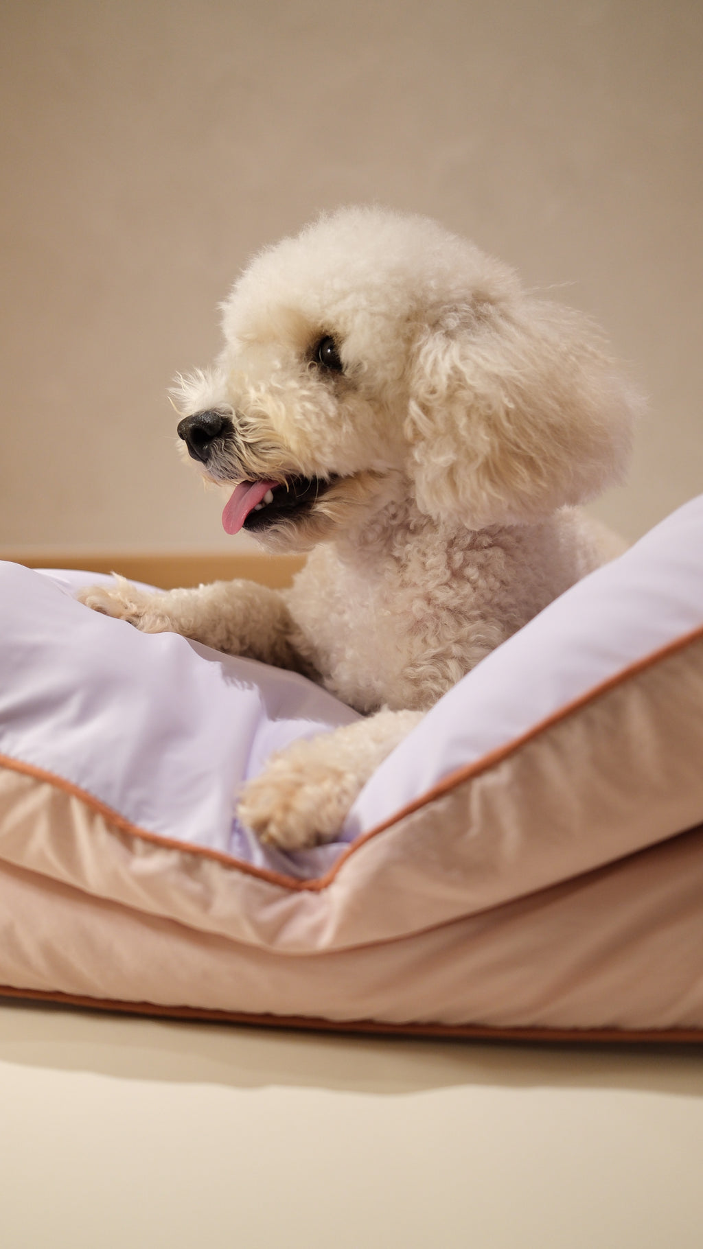 Home | Pawhaus × PawScoutSquad (Pre order, ETA 7 Dec 2026)