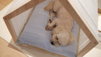 Home | Pawhaus × PawScoutSquad (Pre order, ETA 7 Dec 2026)