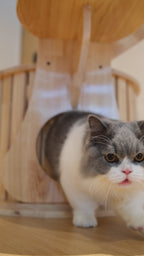 Purrch Club - Cloud