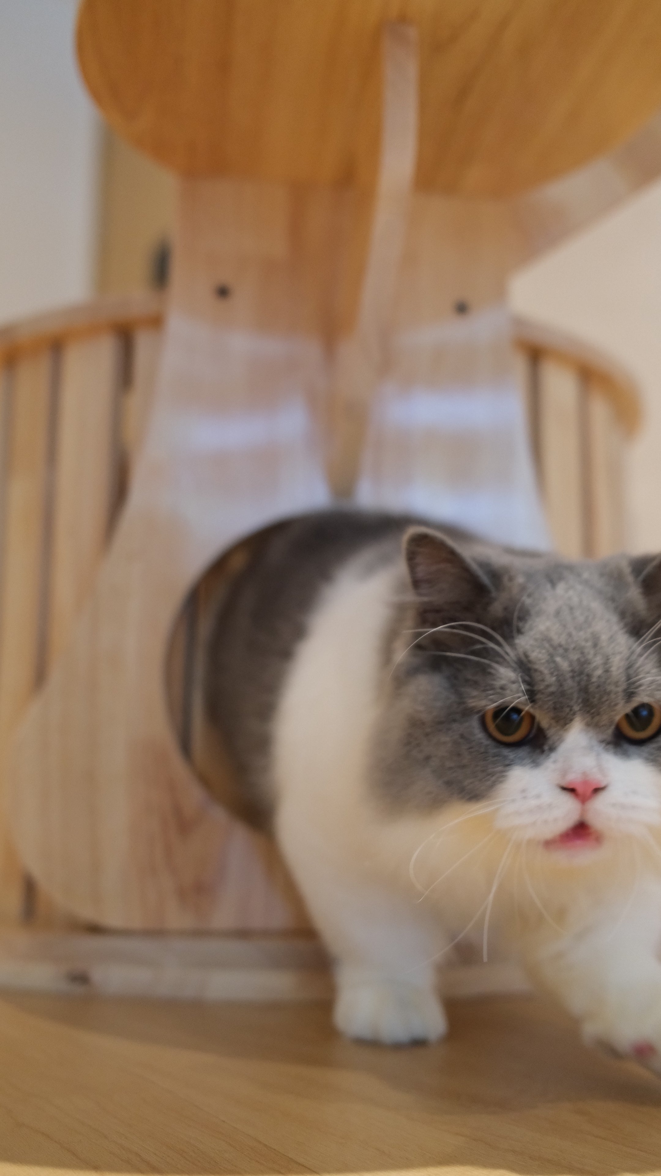 Purrch Club - Cloud