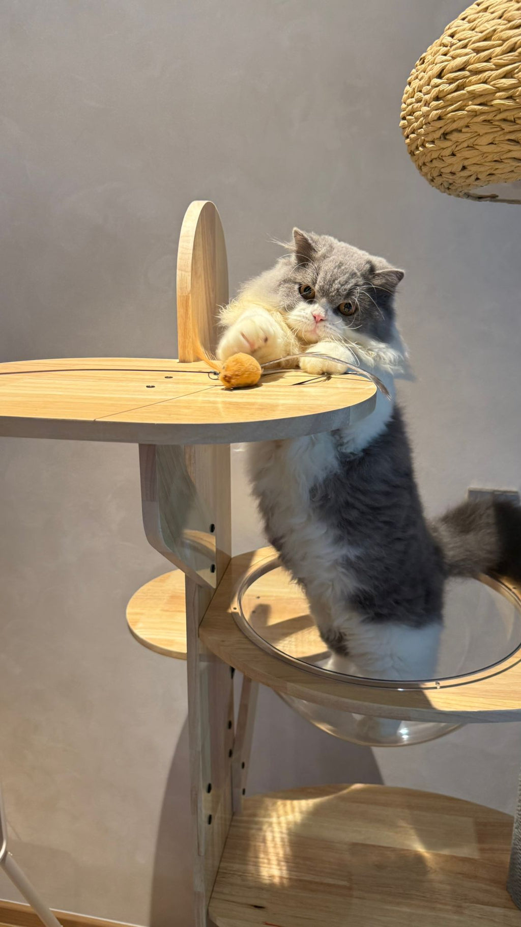 Purrch Club - Cloud Pod