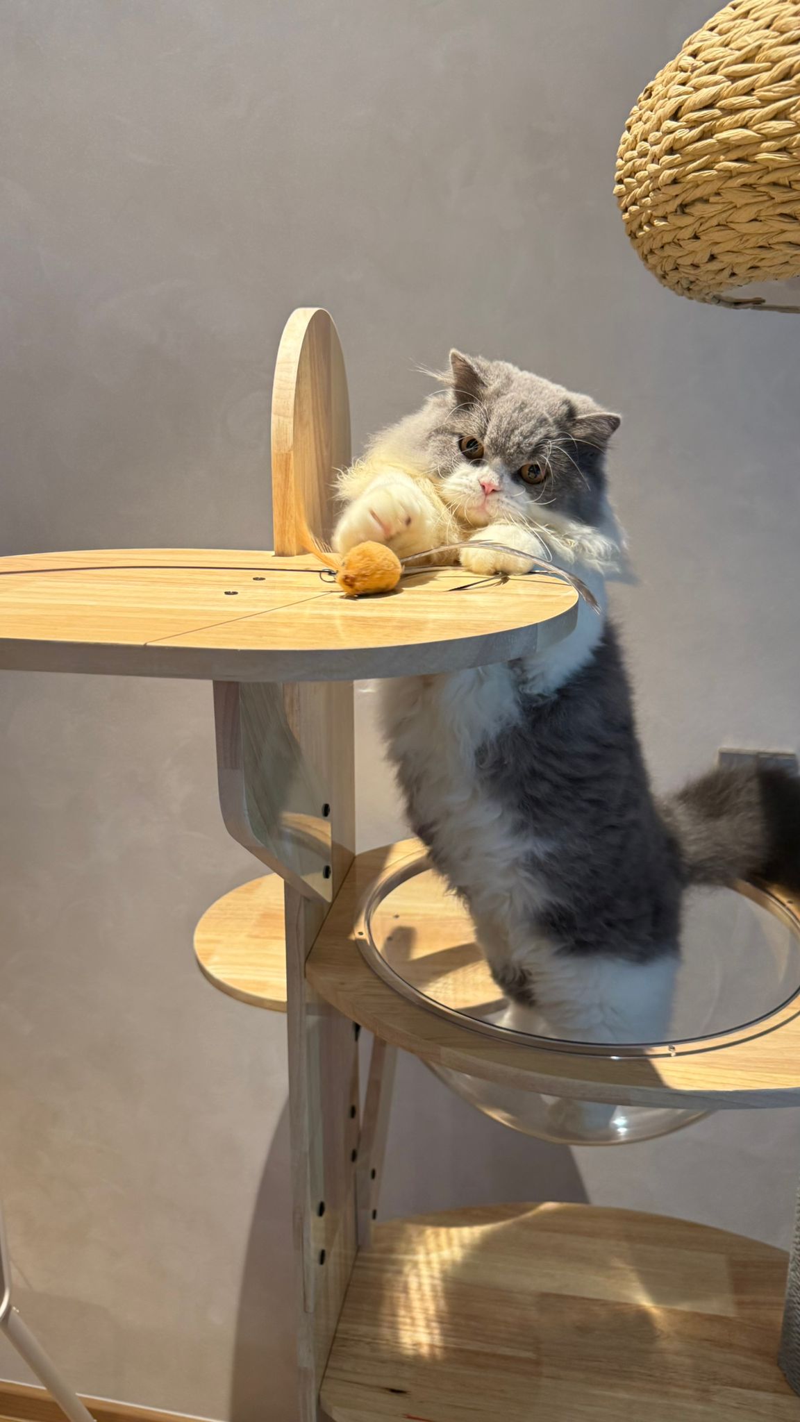 Purrch Club - Cloud Pod