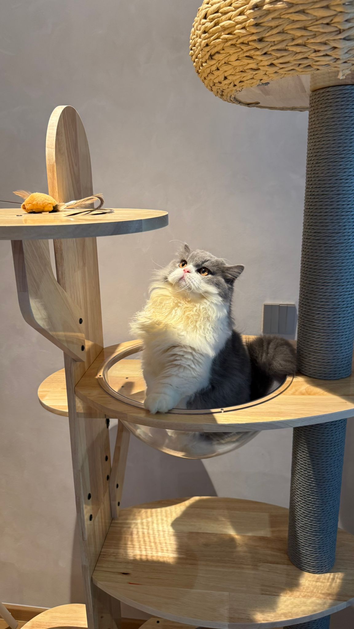 Purrch Club - Cloud Pod