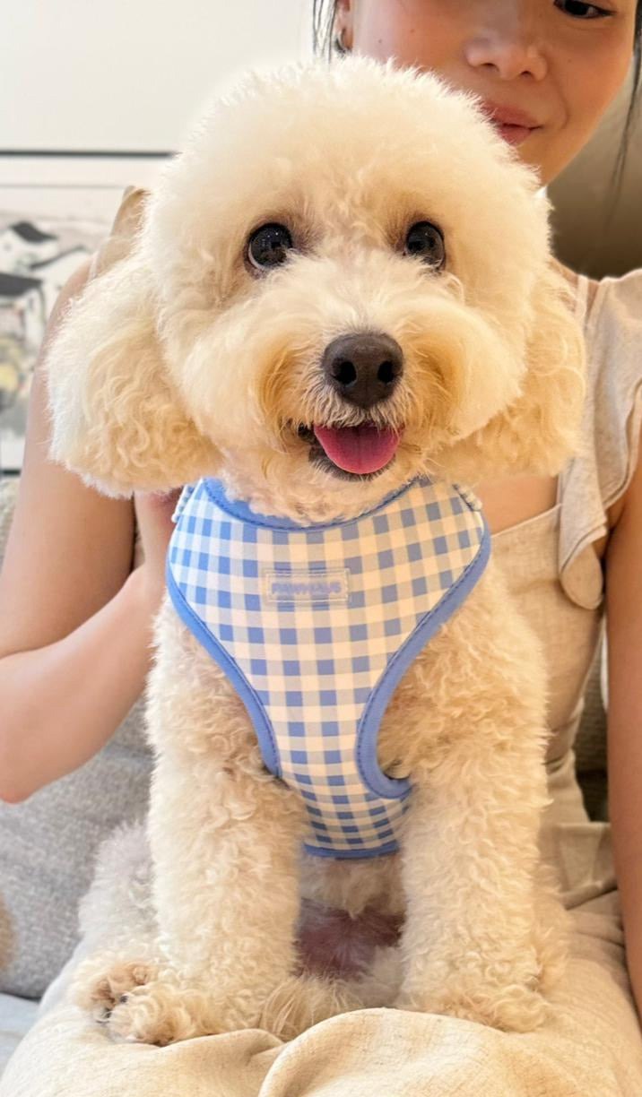 Blue Gingham Comfort Harness & Leash Set