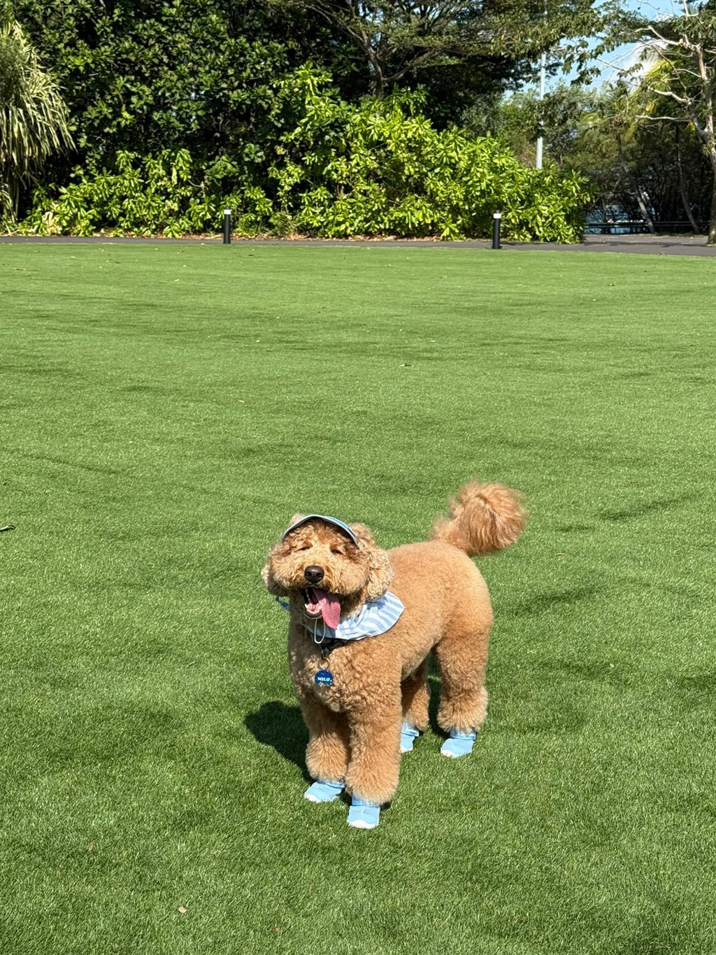 AirPaws™ Series 001 — Lightweight Breathable Dog Shoes
