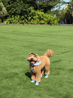 AirPaws™ Series 001 — Lightweight Breathable Dog Shoes
